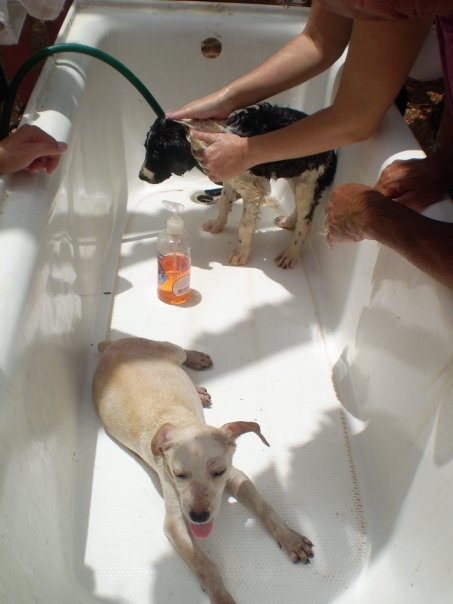 Dog wash