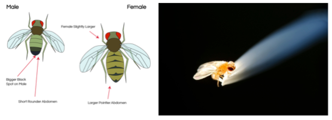 Gender Bees