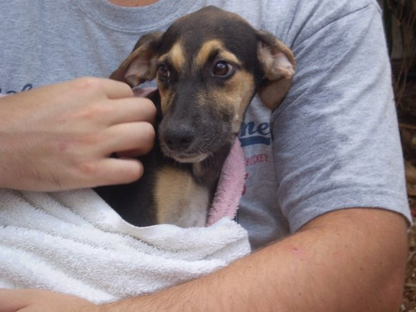 Dog cuddles