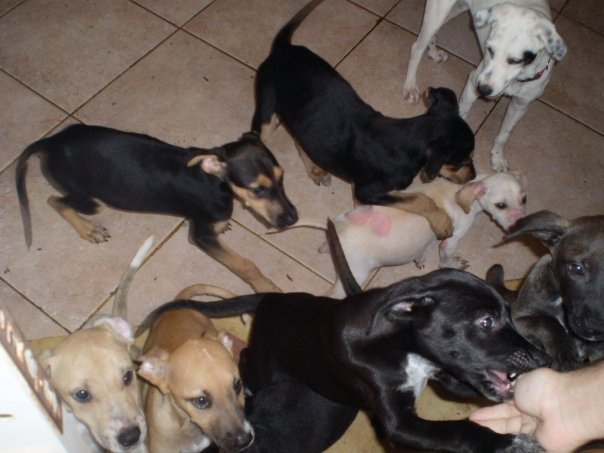 Dogs of Playa Del Carmen