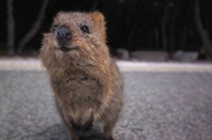 quokka