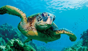 Sea turtle Akumal