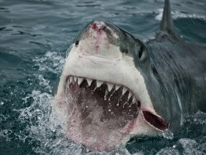 A fucking shark
