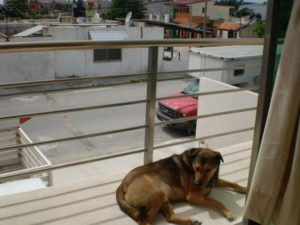 Rocky in Mexico
