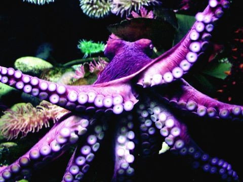 Atheist Life Hacks: How To Evolve Back Into A Fish