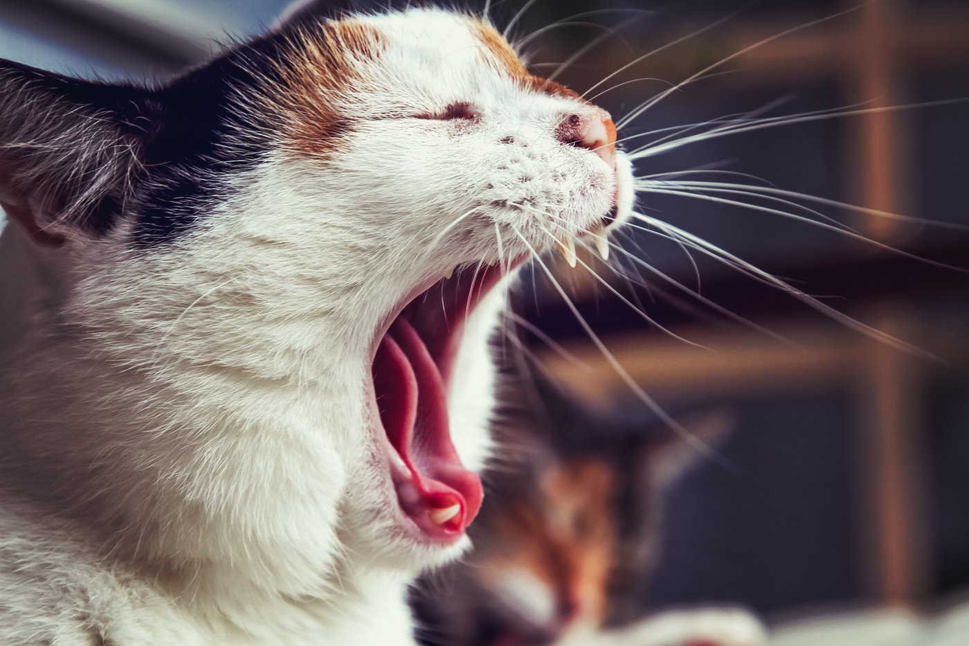 10 Comments I’m Sick of Getting As An Outspoken Atheist Woman
