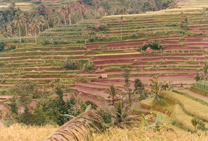 Bali Rice Steps