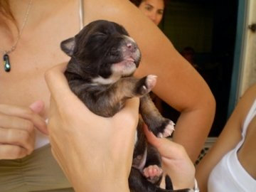 Puppy
