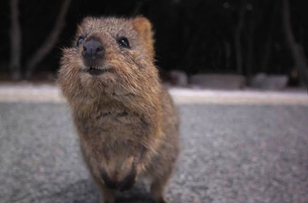 Atheist Life Hacks: How To Meet A Quokka
