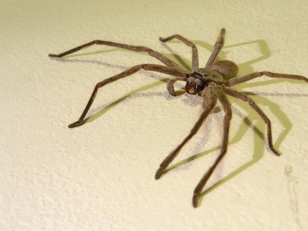 Huntsman Spider.