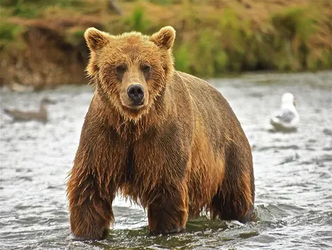 Atheist Life Hacks: How To Escape Being Mauled By A Bear