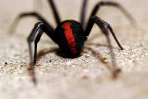 red back